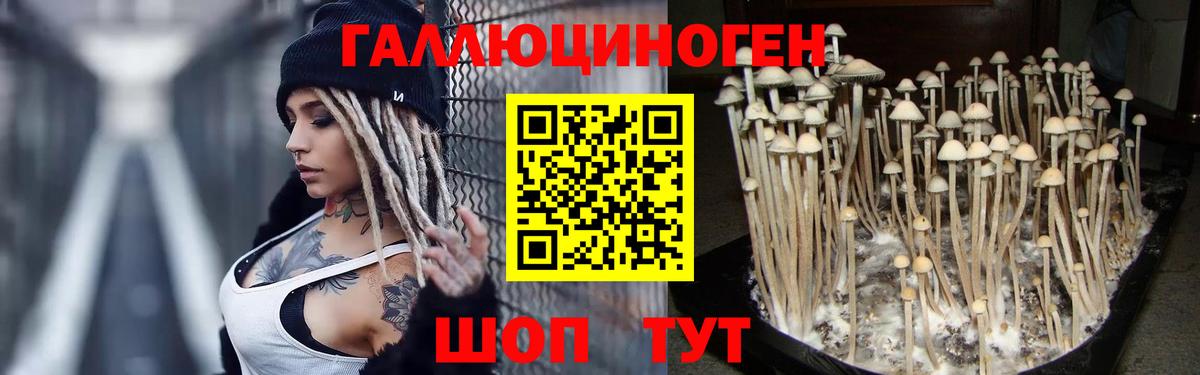 Галлюциногенные грибы Psilocybine cubensis Киселёвск